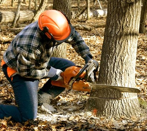 Tree Removal in Pikesville, MD